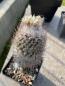 Preview: Turbinicarpus dickinsonia